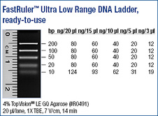 FastRuler™ Ultra Low Range DNA Ladder, ready-to-use