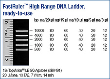 FastRuler™ High Range DNA Ladder, ready-to-use