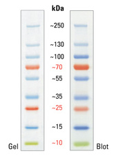 PageRuler Plus Prestained Protein Ladder