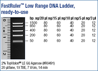 FastRuler™ Low Range DNA Ladder, ready-to-use