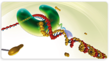 High Fidelity PCR Enzyme Mix