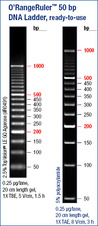 O’RangeRuler™ 50 bp DNA Ladder, ready-to-use
