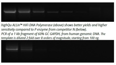 ALLin HiFi DNA Poylmerase