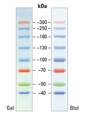 Spectra Multicolor High Range Protein Ladder