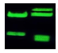 StainIN GREEN Nucleic Acid Stain