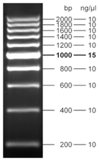 Fluorescent 200 bp DNA Ladder 500 µl (105 ng/µl)