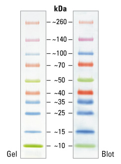 Spectra Multicolor Broad Range Protein Ladder