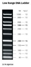 Fluorescent Low Range DNA Ladder 5 x 500 µl (120 ng/µl)