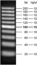 Fluorescent 20 bp DNA Ladder