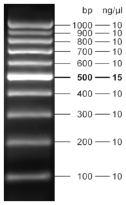 Fluorescent 100 bp DNA Ladder 5 x 500 µl (105 ng/µl)