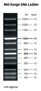 Fluorescent Mid Range DNA Ladder 5 x 500 µl (130 ng/µl)
