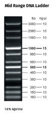 Fluorescent Mid Range DNA Ladder 5 x 500 µl (130 ng/µl)