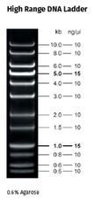 High Range DNA Ladder 5 x500 µl  (130 ng/µl)