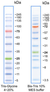 BlueElf Prestained Protein Marker
