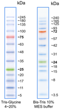 BlueElf Prestained Protein Marker