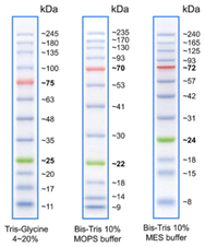 BlueEye Prestained Protein Marker