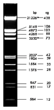  DNA Lad?DNA/ EcoRI/ HindIII Digest 1 ml (100 ng/µl)