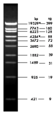  ?DNA/ StyI Digest  5 x 100 µg