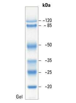 Prestained Protein MW Marker