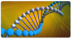 DreamTaq DNA Polymerase
