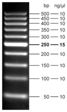 Fluorescent 50 bp DNA Ladder  5 x500 µl (105 ng/µl)