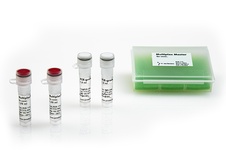 Multiplex PCR Master (2 conc.)