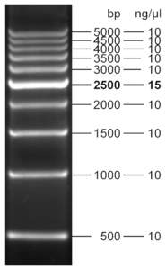 500 bp DNA Ladder 500 µl (105 ng/µl)