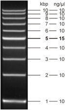 Fluorescent 1 kb DNA Ladder 5 x 500 µl (105 ng/µl)