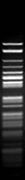 Bsp143I (Sau3AI)
