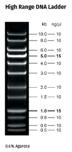 Fluorescent High Range DNA Ladder 5 x 500 µl (130 ng/µl)