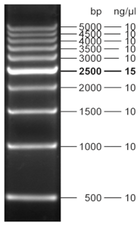 Fluorescent 500 bp DNA Ladder 500 µl (105 ng/µl)