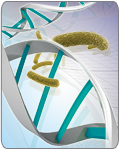Lysis Buffer for MagJET Plasmid DNA Kit