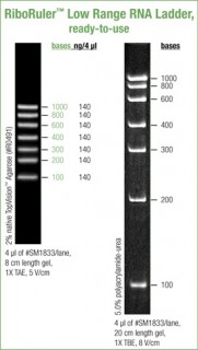 RiboRuler™ Low Range RNA Ladder, ready-to-use