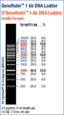 GeneRuler™ 1 kb DNA Ladder, ready-to-use