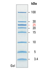 PageRuler Low Range Unstained Protein Ladder
