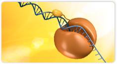 Maxima Hot Start Taq DNA Polymerase