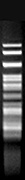 BseXI (BbvI)