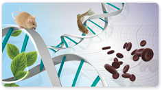 GeneJET™ RNA Purification Kit