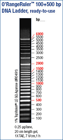 O’RangeRuler™ 100+500 bp DNA Ladder, ready-to-use