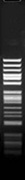BseMI (BsrDI)