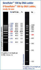 GeneRuler™ 100 bp DNA Ladder