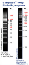 O’RangeRuler™ 100 bp DNA Ladder, ready-to-use