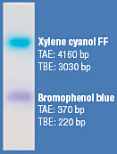 2X RNA Loading Dye