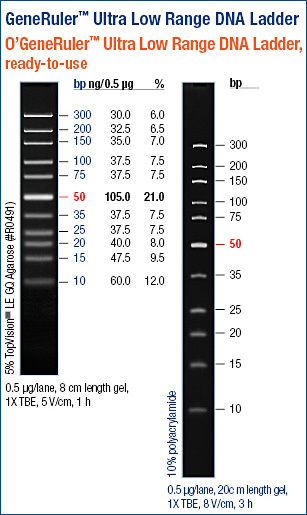 O’GeneRuler™ Ultra Low Range DNA Ladder, ready-to-use