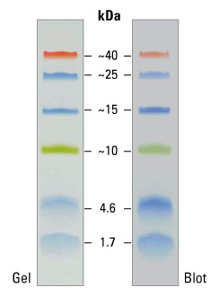 Spectra Multicolor Low Range Protein Ladder