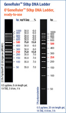 GeneRuler™ 50 bp DNA Ladder