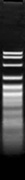 HpyF10VI (MwoI)