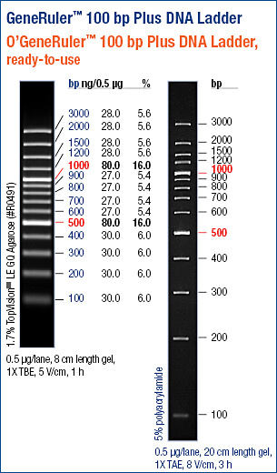 GeneRuler™ 100 bp Plus DNA Ladder, ready-to-use