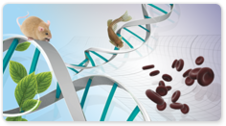 GeneJET™ Whole Blood RNA Purification Mini Kit