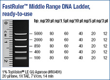 FastRuler™ Middle Range DNA Ladder, ready-to-use